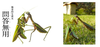 Illustration for article titled Bug Sex Book Sparks Surprising Controversy